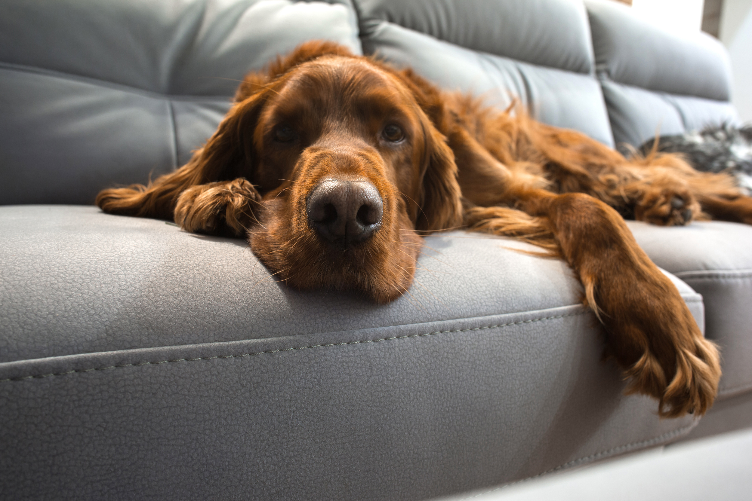 Hund liegt auf Couch